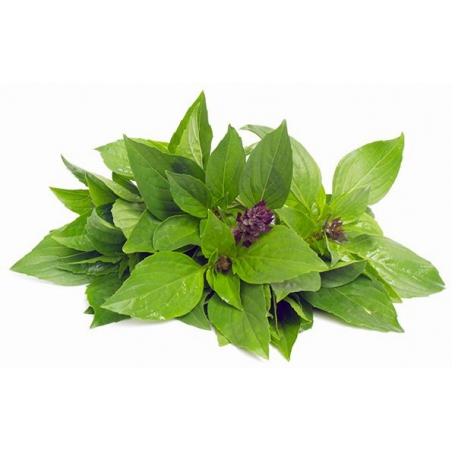 Basilic Thai 100g